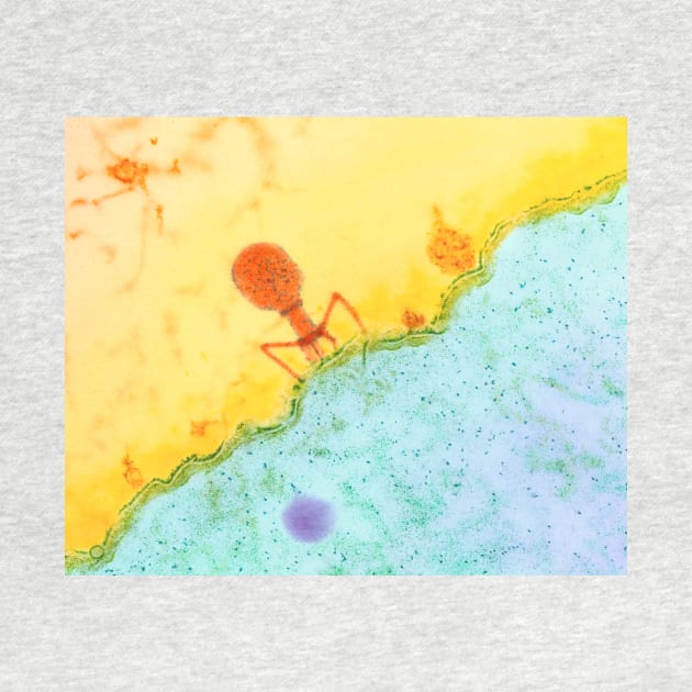 Coloured TEM of T4 bacteriophage infecting E. coli (M090/0075) by SciencePhoto